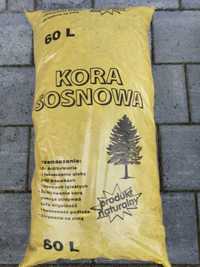 Kora sosnową średnia