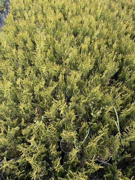 Sprzedam th Kórnik  wysokos 40-50cm Cena 4,5 zl