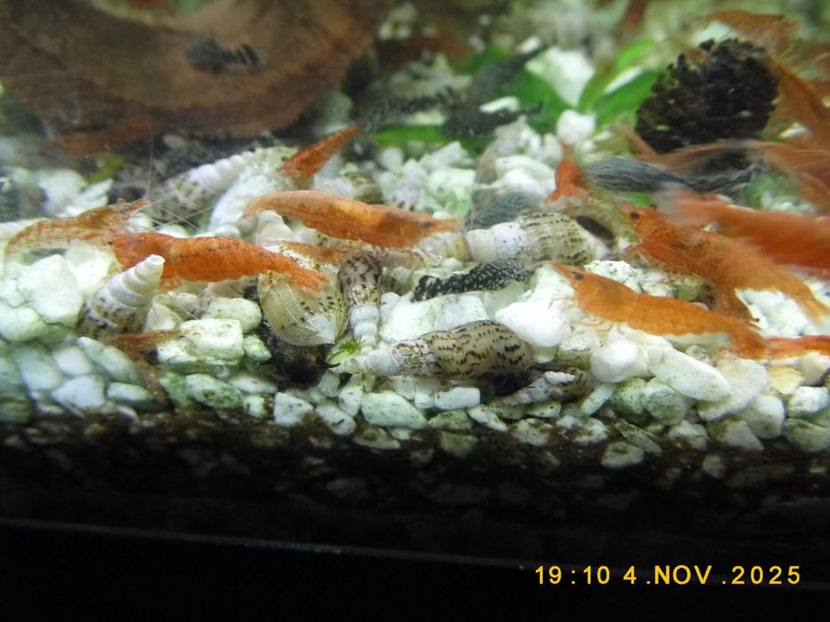 Krewetki neocardina czerwone