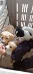 Cachorros lindos para doação