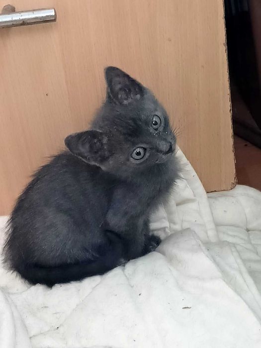 Братик та сестричка кошенята мріють знайти власну люблячу родину