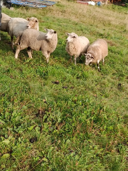 Jagnięta owce jagnięcina