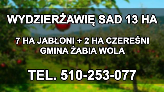 Wydzierżawię sad owocowy 13 ha gm. Żabia Wola