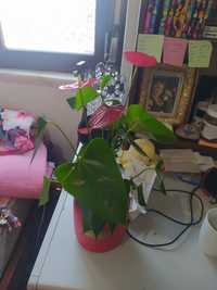 Flor anthurium vermelho+vaso