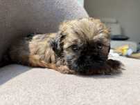 Mini sunia shih tzu gotowa do odbioru