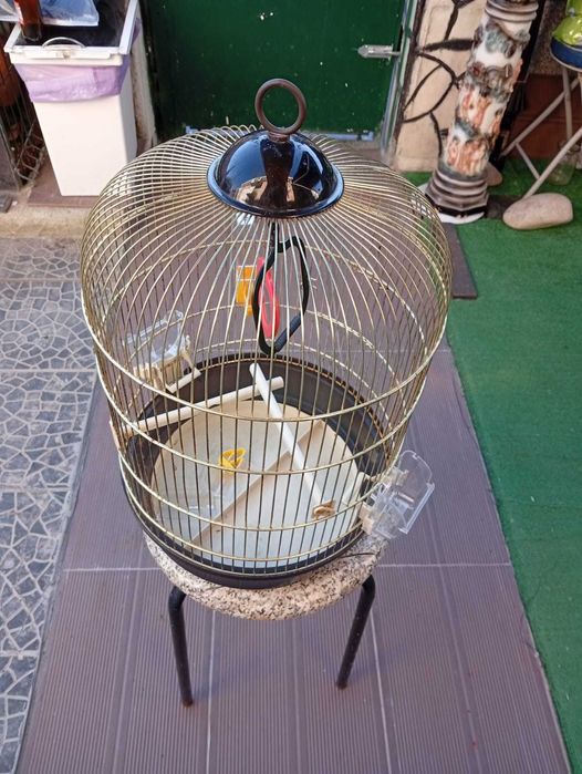 Gaiola Redonda (Aves_Passaros)