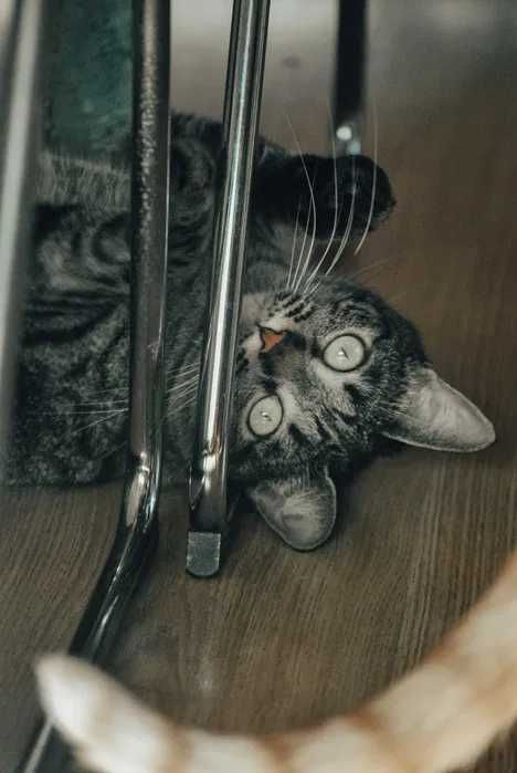 Catsitting personalizado do domicílio no Montijo e Alcochete