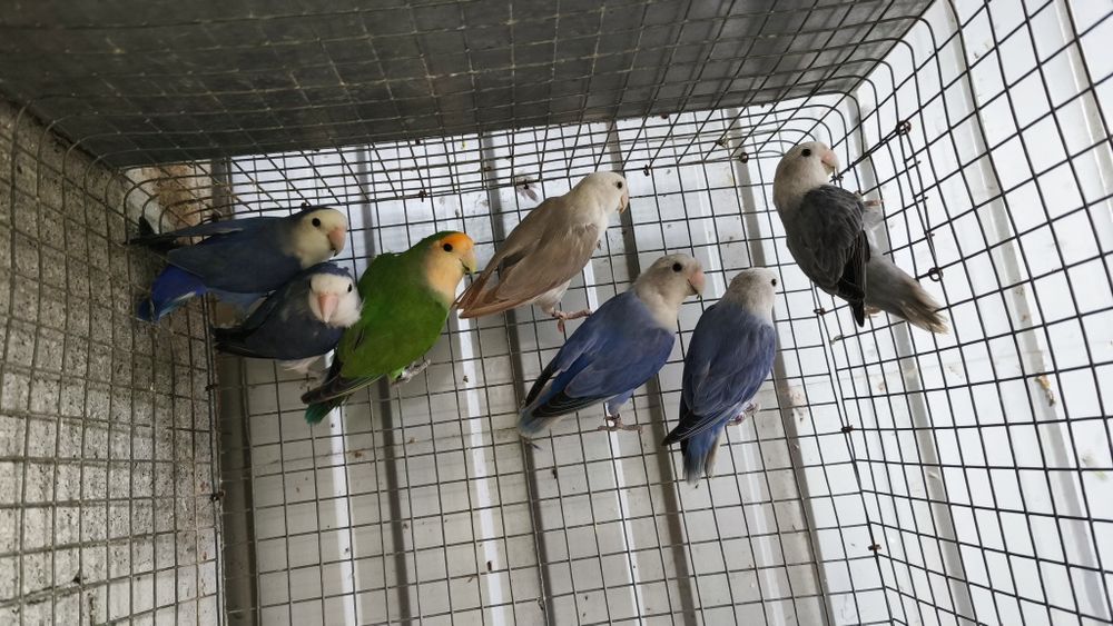 Agapornis roseicollis