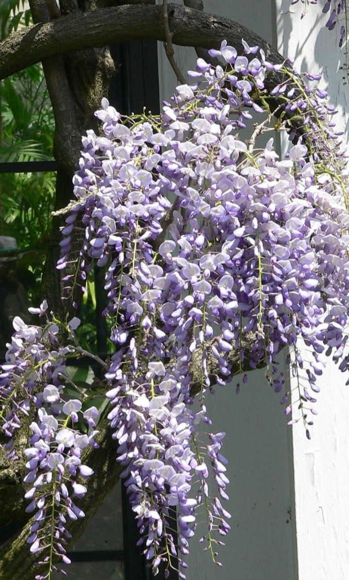 Sadzonki wisterii. Wisteria. Hortensja,serduszka