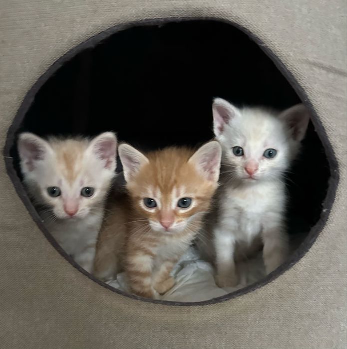 Віддамо котиків в хороші руки