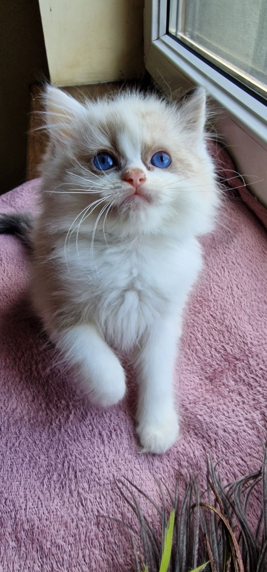 Kocurek Ragdoll z rodowodem gotowy do zmiany domu