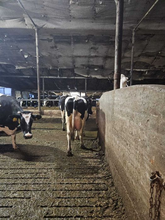 Sprzedam krowy mleczne