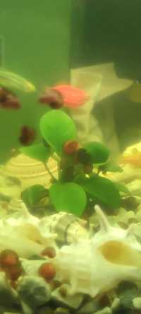 Равлики акваріумні