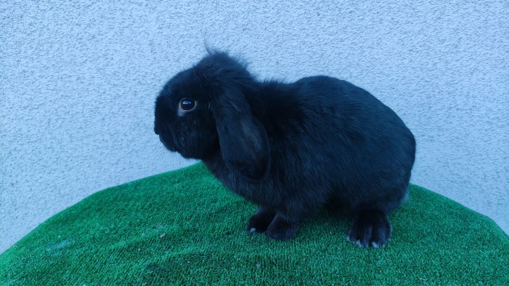 Króliczek karzełek baranek i karzełek miniaturka.