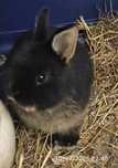 Coelho anão holandês (Netherland dwarf )