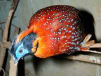 Temminck's tragopan