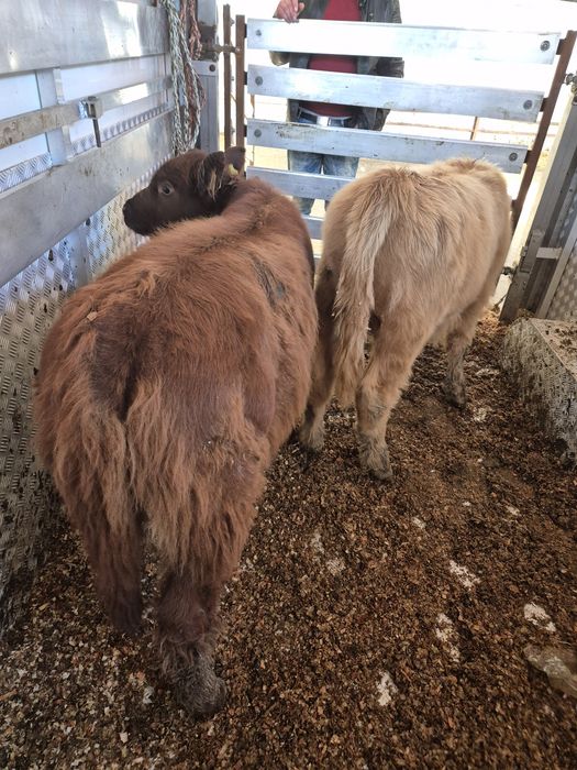 Byczek i jalowka mięsne.