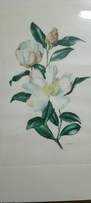 Quadros Botanicos com moldura