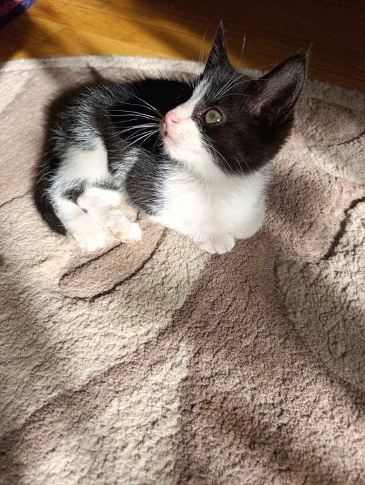 Віддам чудове кошення у добрі руки