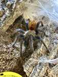 Ptasznik Chromatopelma Cyaneopubescens DC 2,5-3cm