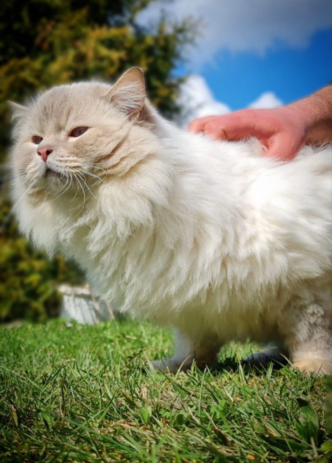 Kociak Ragdoll gotowy do odbioru.