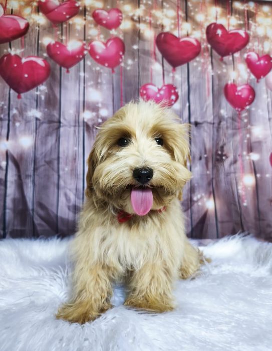 Puchaty i unikatowy Misio Maltipoo badania genetyczne rodowód wyprawka