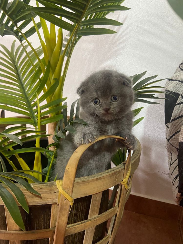 Scottish fold menino