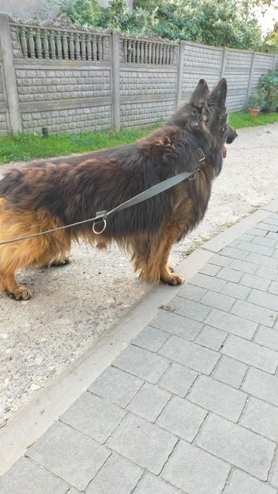 Owczarek niemiecki długowłosy