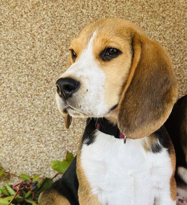 Beagle z metryką ZkwP FCI.