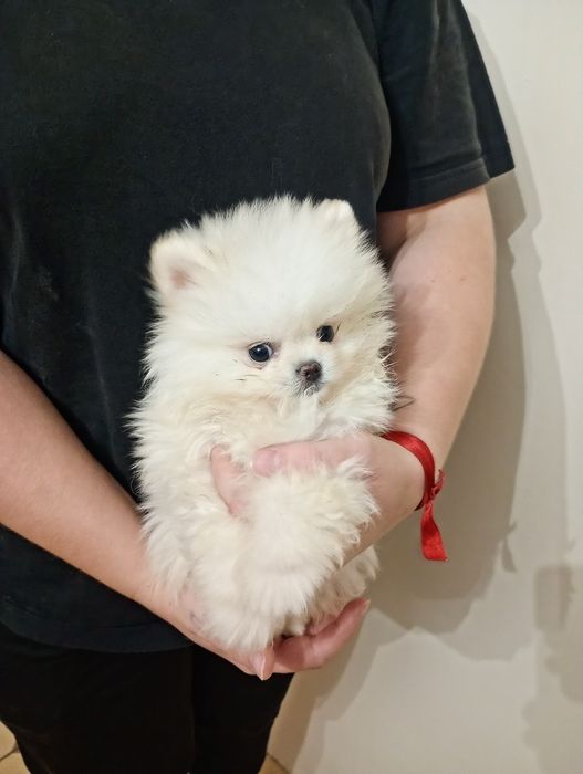 Szpic  miniaturowy suczka