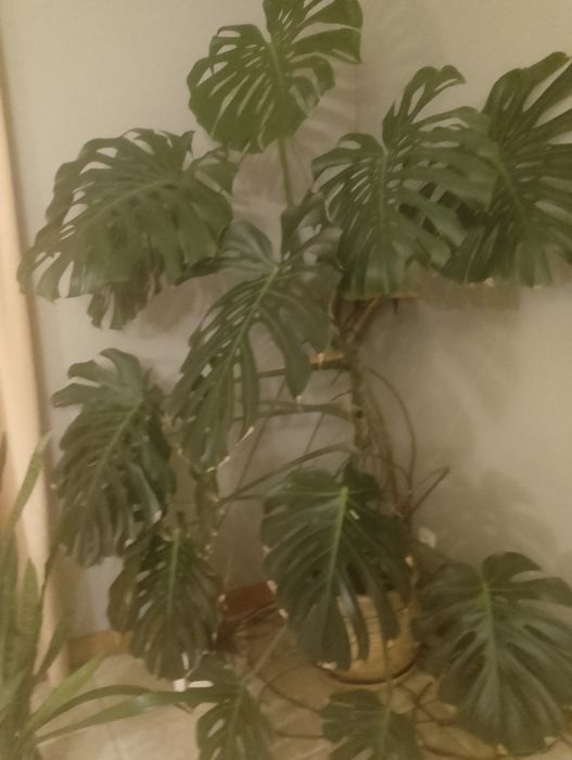 Monstera bardzo duza