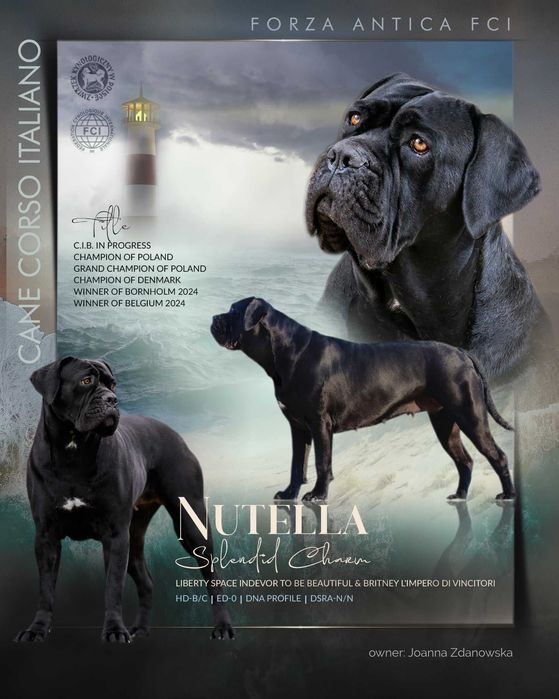 Cane Corso – Czarny książę FCI