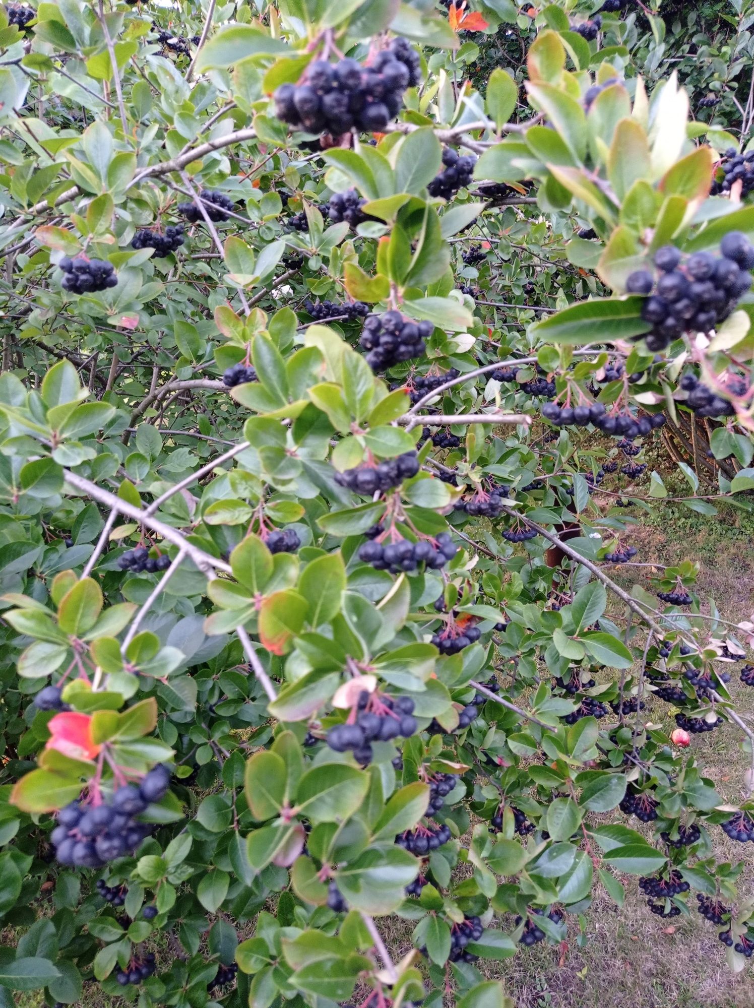 Aronia ekologiczna z ogrodu