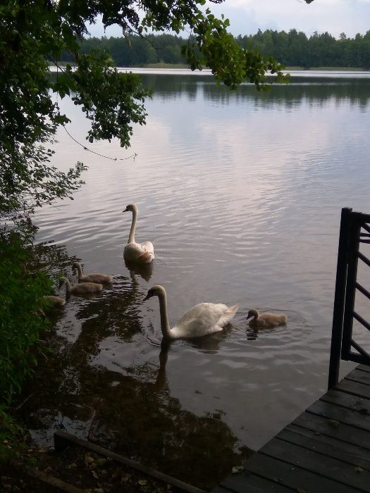 MAZURY - DOMEK nad jeziorem Kalwa, Miłuki gm. Pasym