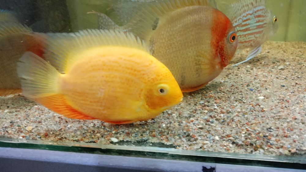 Pielęgnica Severum Red XXL
