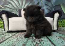 chłopiec szpic miniaturowy pomeranian dostępny do rezerwacji