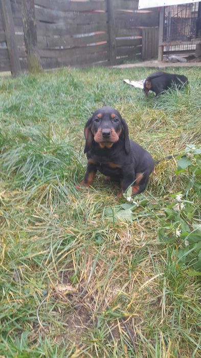 Szczeniak Gończy Polski