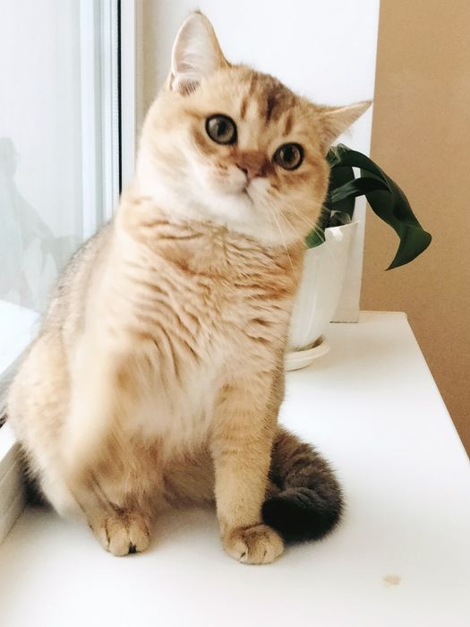 Шотландский мальчик. Золотой красавчик!
