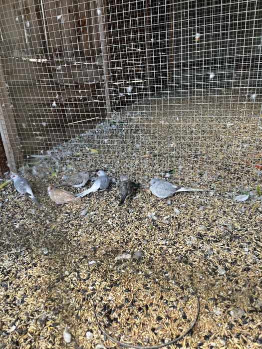 golabki diamentowe 2025