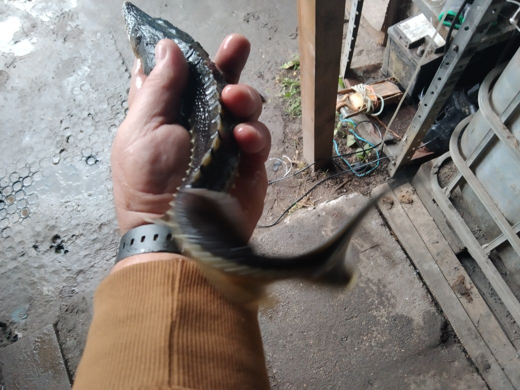 Narybek sandacza z Dowozem