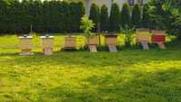 Odkłady  pszczele, ramki wielkopolskie