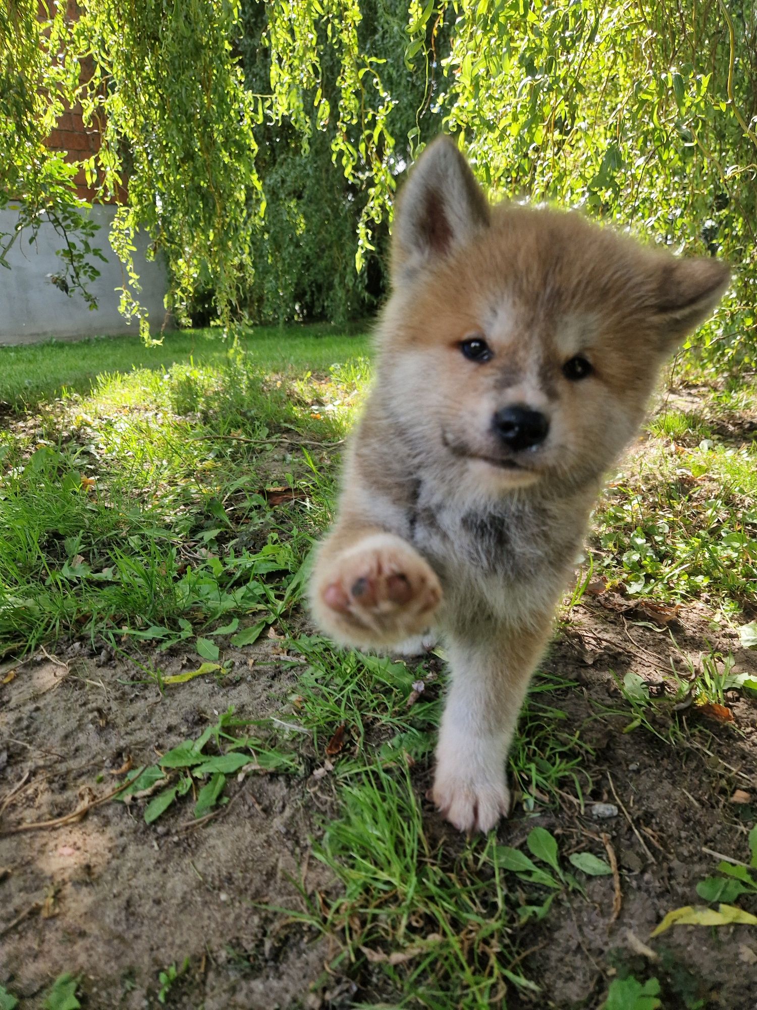 Akita Inu Czerwony piesek
