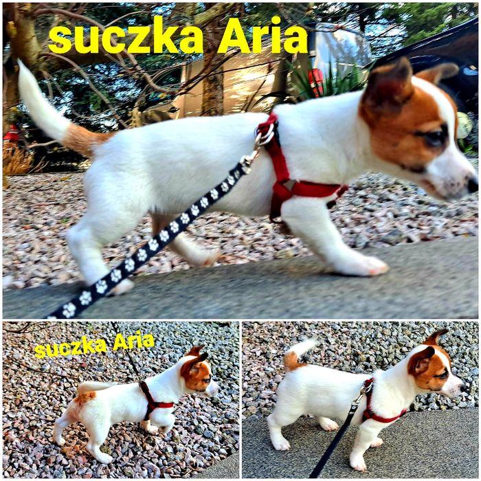 Jack Russell Terrier suczka GŁADKOWŁOSA do odbioru rodowód po