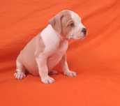 American pitbull macho
