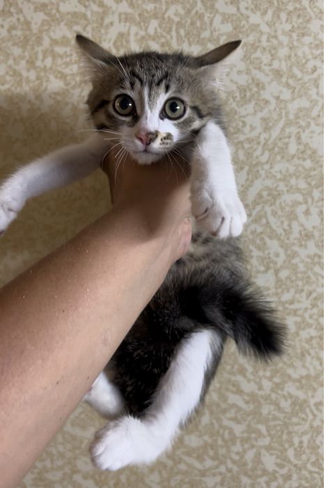 Отдам котенка девочку