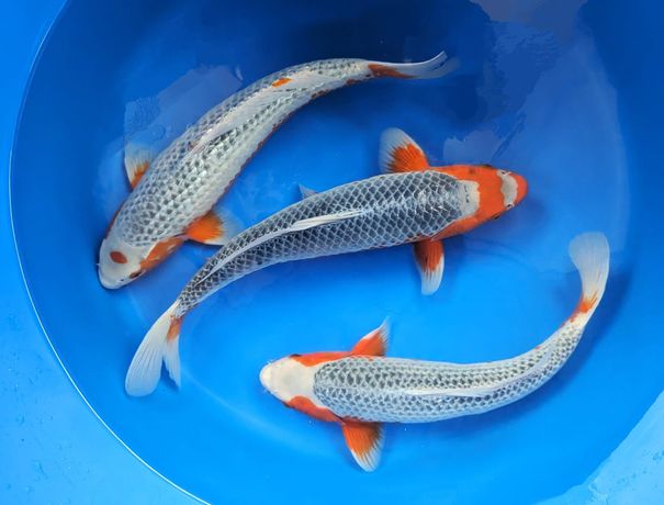 Karpie KOI - bajecznie kolorowe japońskie ryby