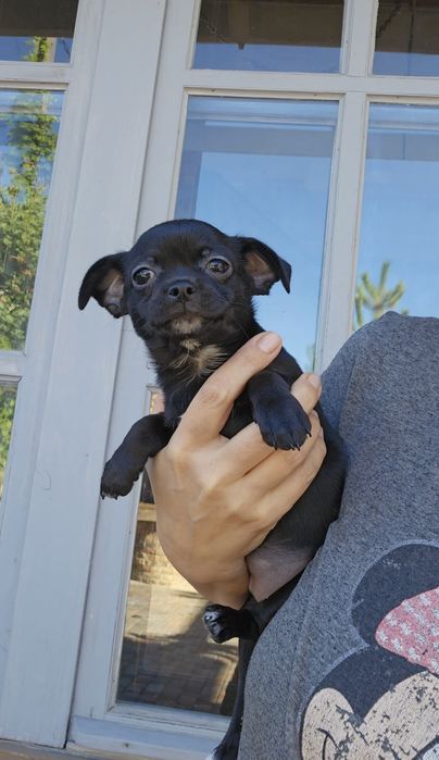 Чорна красуня, документи