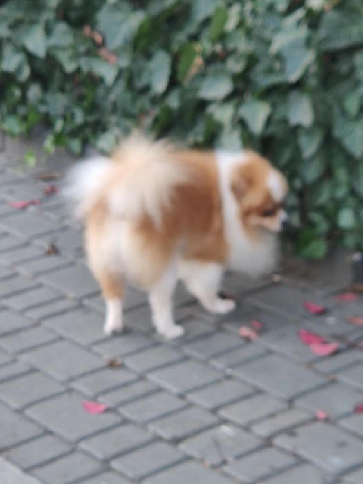 Ищем невесту для вязки