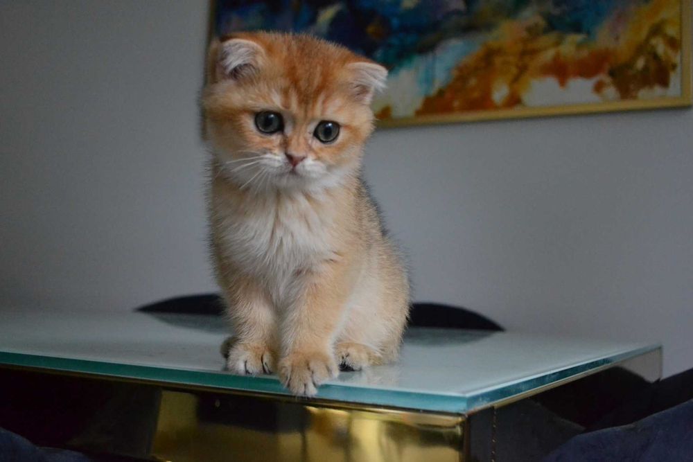 koteczki szkocka -urocza