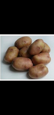Продам картошку домашнюю